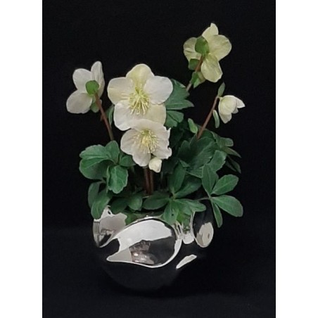 PLANTE HELLEBORE POT DE 12 CM AVEC CACHE POT ZINC