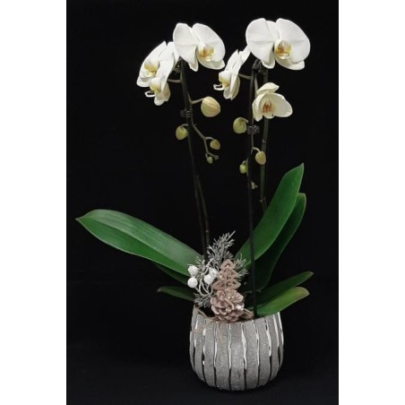 ORCHIDEE 2 BRANCHES COLORIS VARIES POT DE 12 CM AVEC CACHE POT NOEL NON CONTRACTUEL