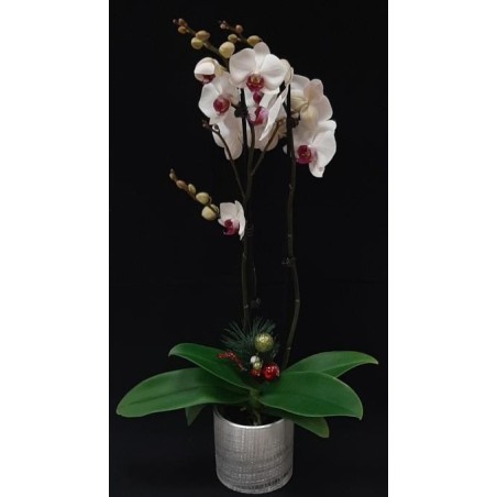 ORCHIDEE 2 BRANCHES COLORIS VARIES POT DE 12 CM AVEC CERAMIQUE NOEL