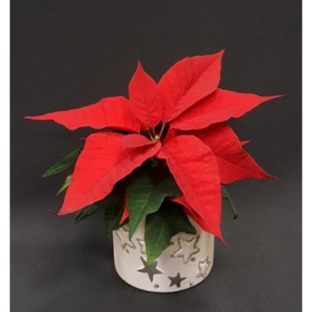 MICRO POINSETTIA POT 6 CM ET CACHE POT CERAMIQUE NOEL