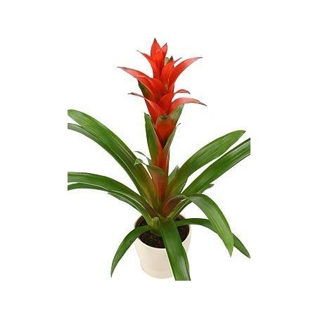 PLANTE BROMELIA COLORIS VARIE DIAM 14 CM HAUTEUR 60 CM AVEC CERAMIQUE