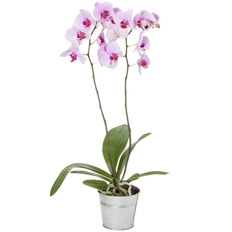 Délicate orchidée • Fleurs et Création