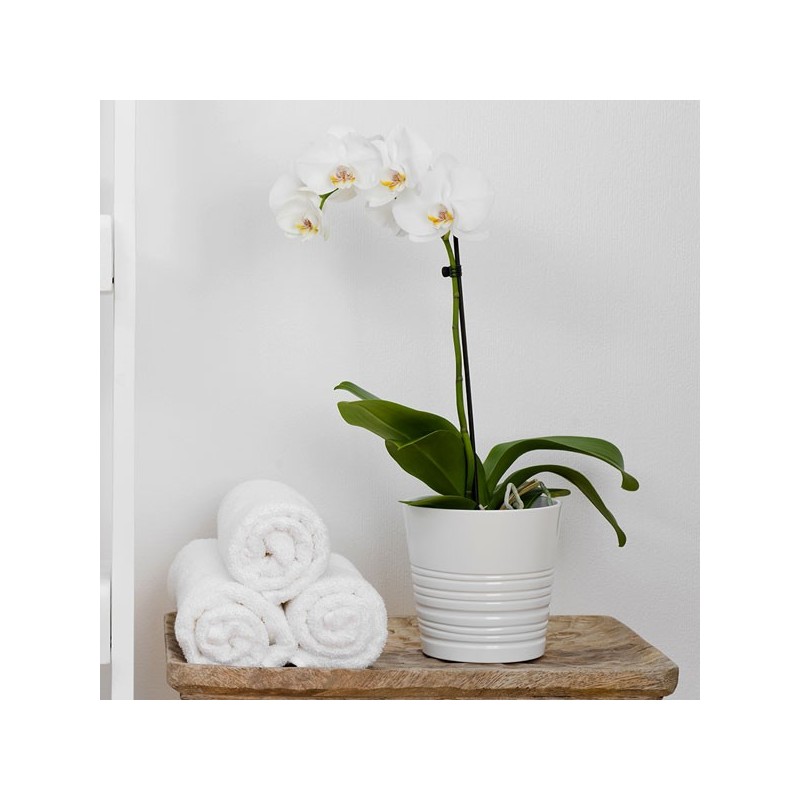 Acheter Orchidée blanche - Délicate et purifiante 
